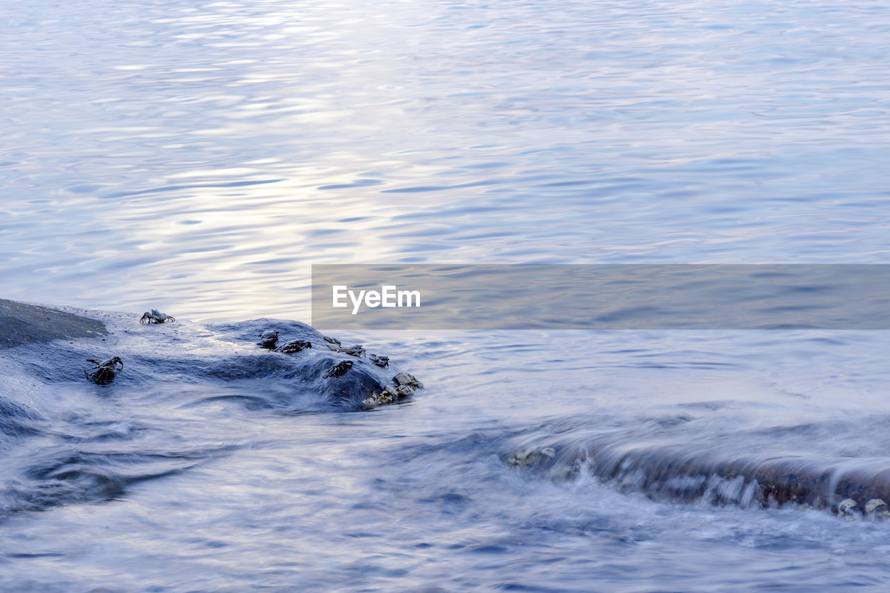 HIGH ANGLE VIEW OF DUCKS SWIMMING IN LAKE