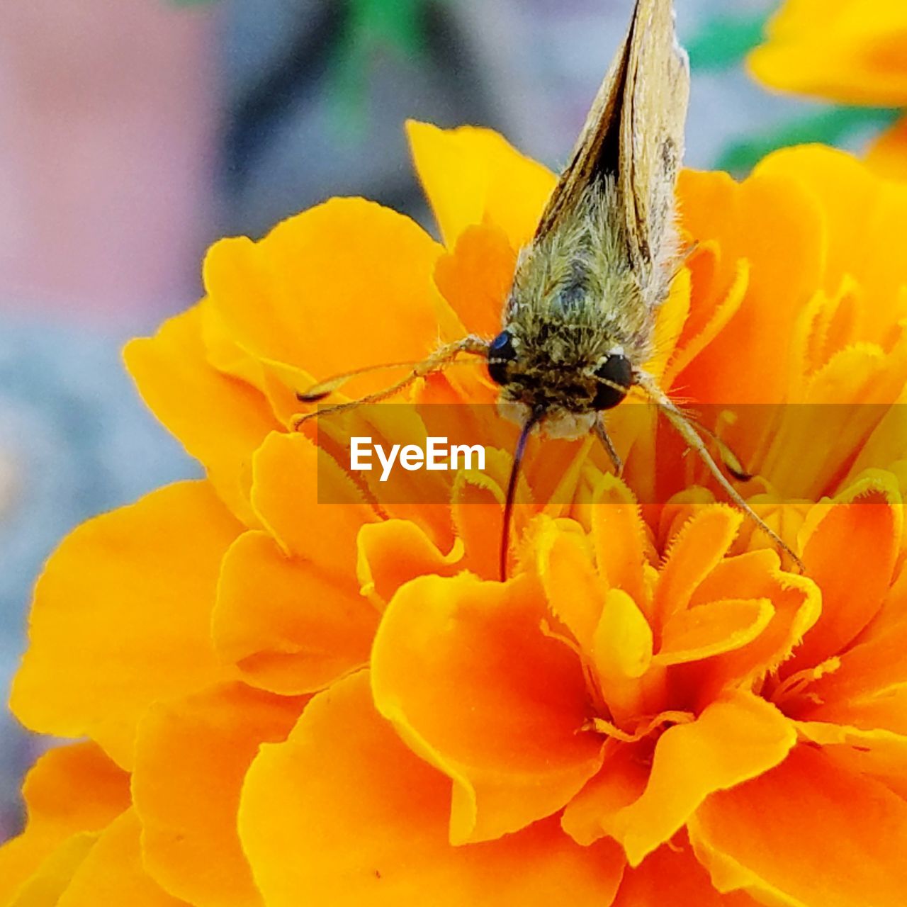 CLOSE-UP OF HONEY BEE ON FLOWER