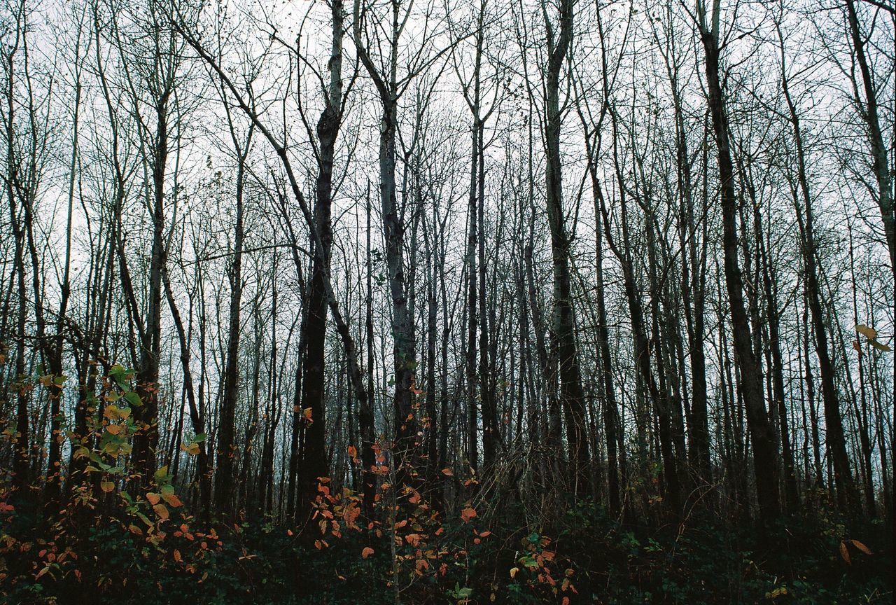 Low angle shot of bare trees on landscape