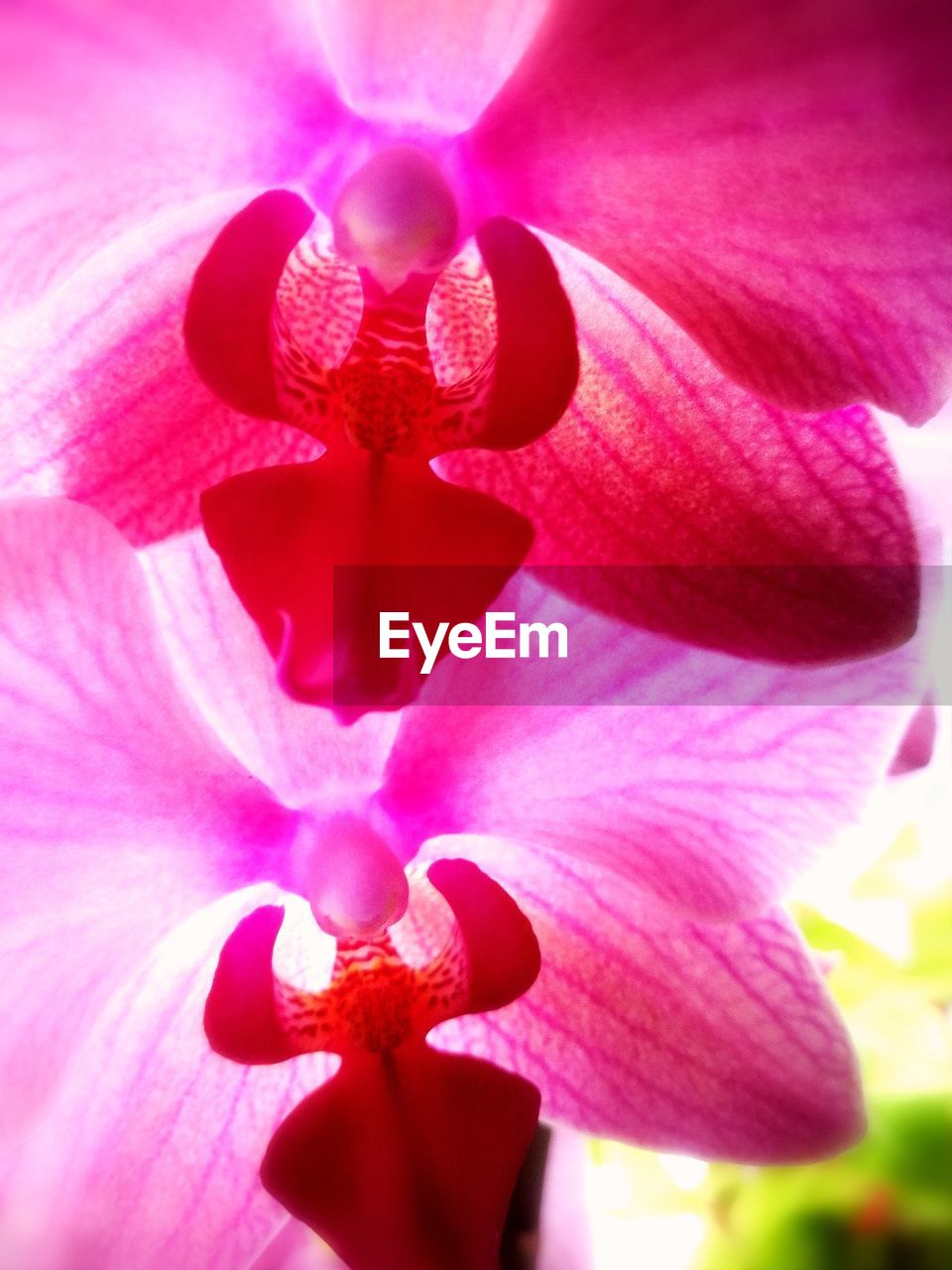 CLOSE-UP OF PINK FLOWERS