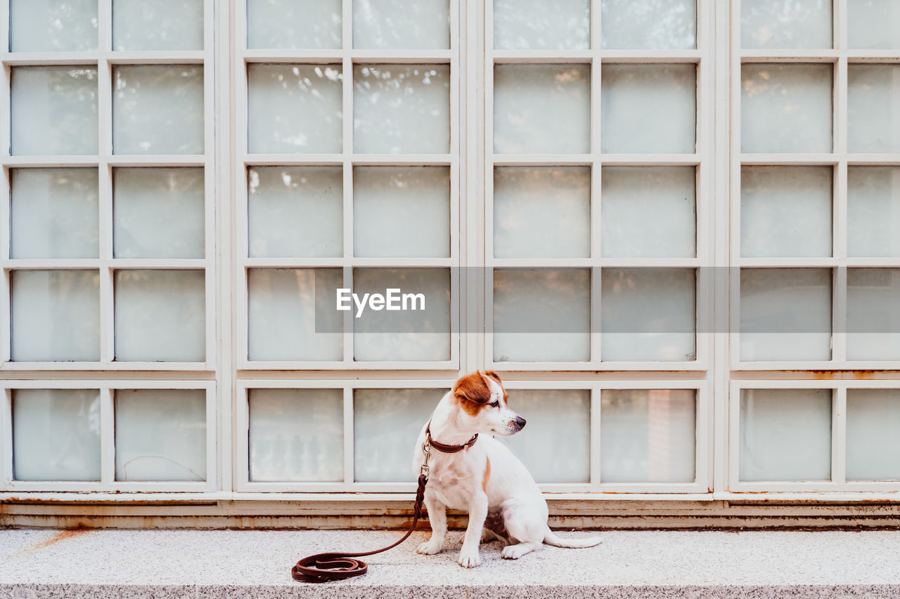 Dog looking away while sitting against wall