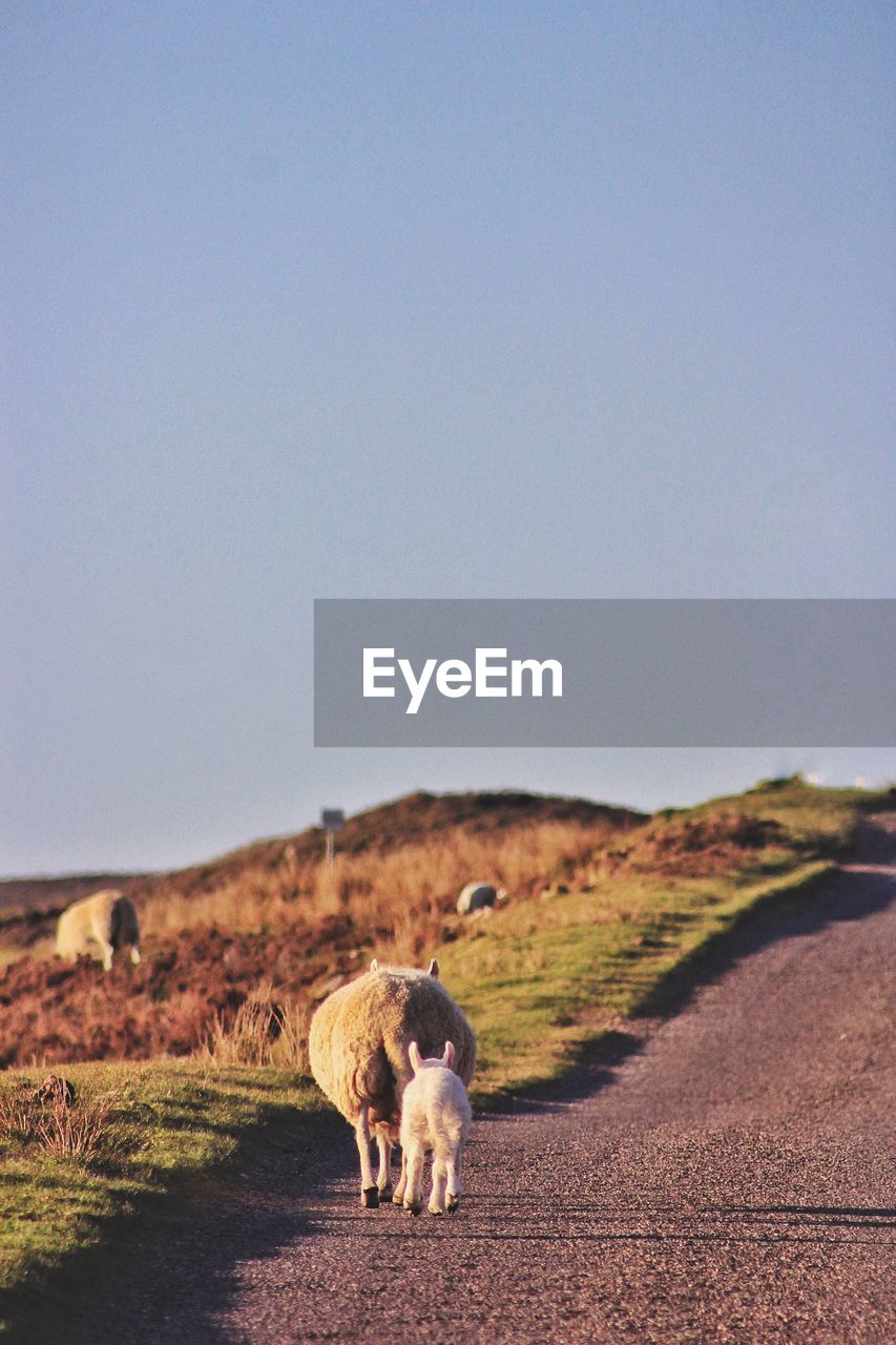 Sheep and lamb on roadside against clear sky