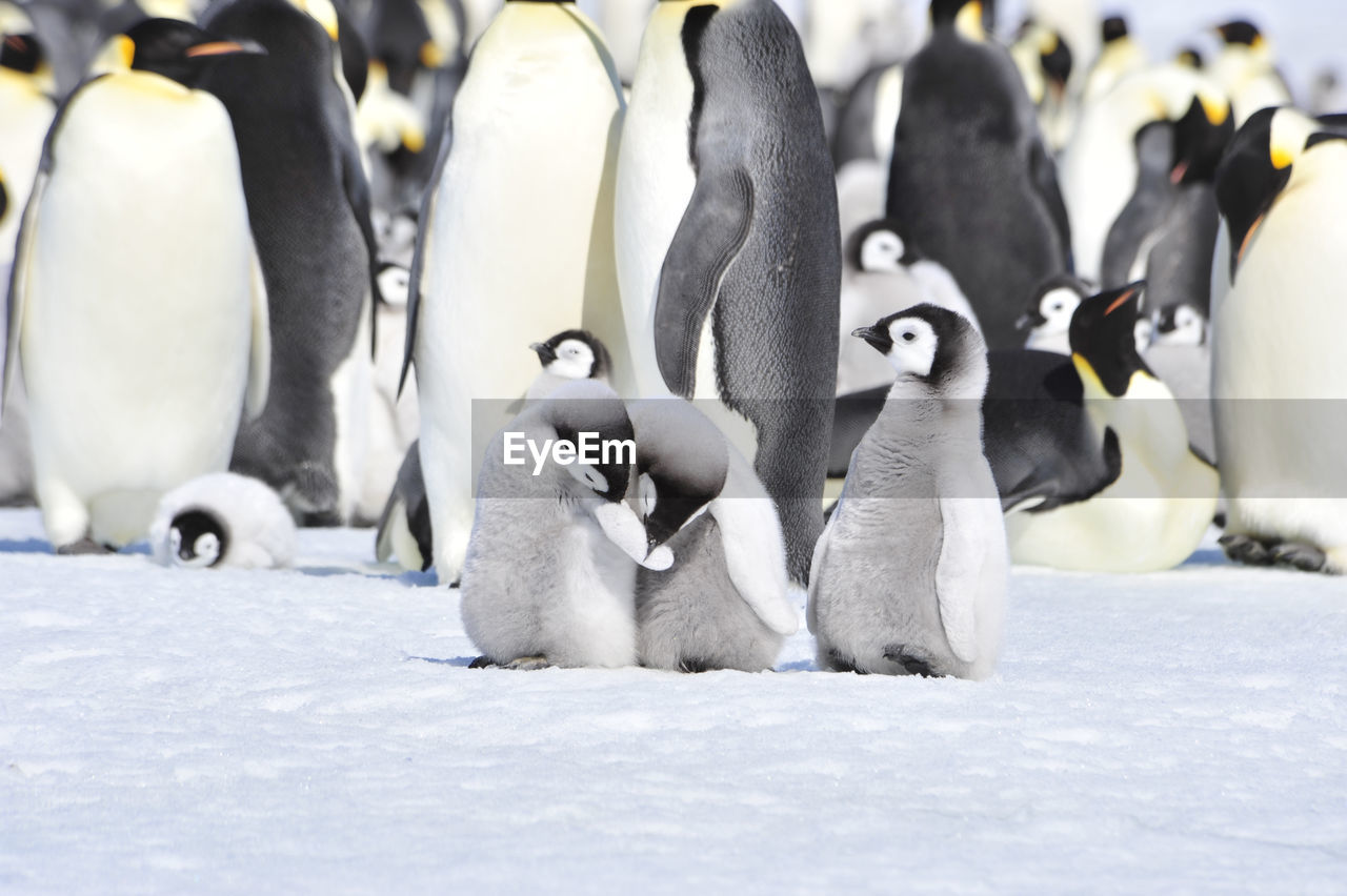 HIGH ANGLE VIEW OF PENGUINS ON SNOW