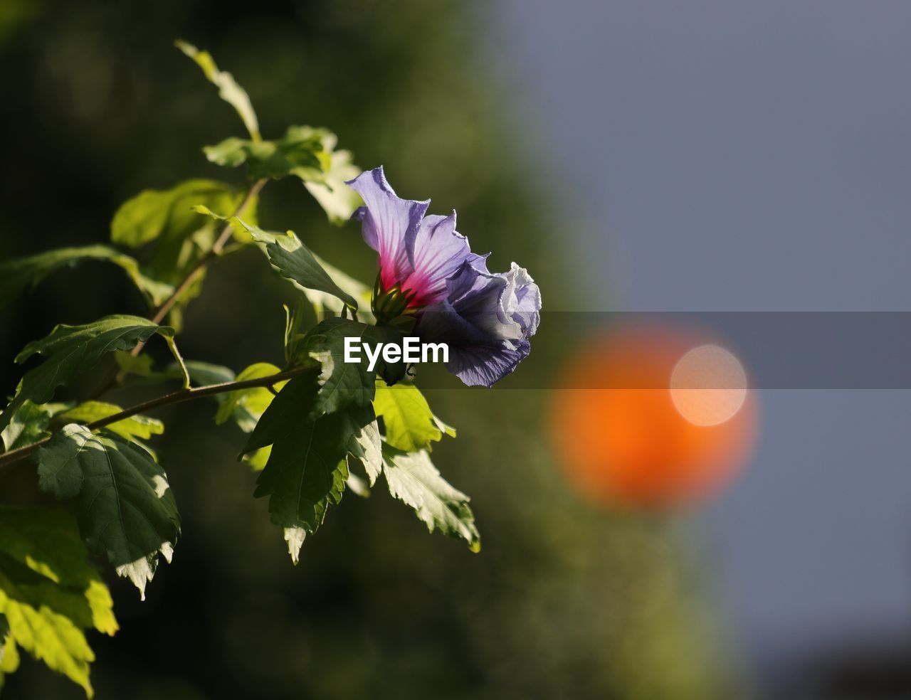 CLOSE-UP OF FLOWERING PLANT AGAINST PURPLE WALL