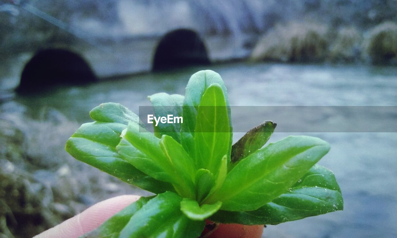 CLOSE-UP OF GREEN PLANT