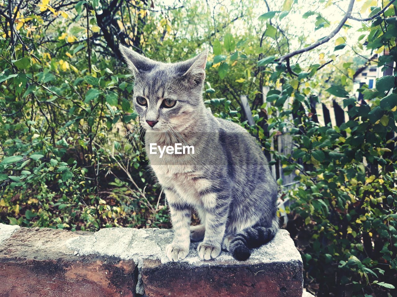 PORTRAIT OF CAT SITTING ON TREE