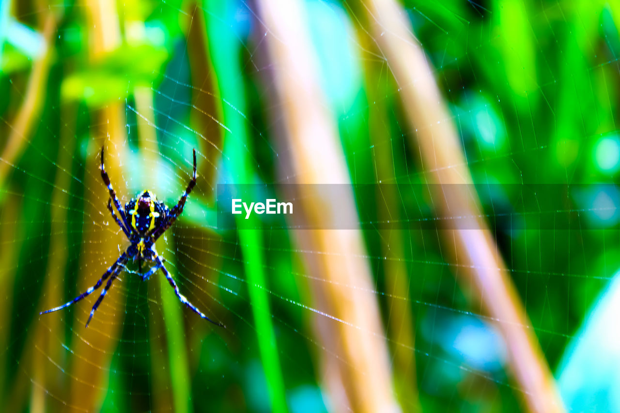 SPIDER ON WEB