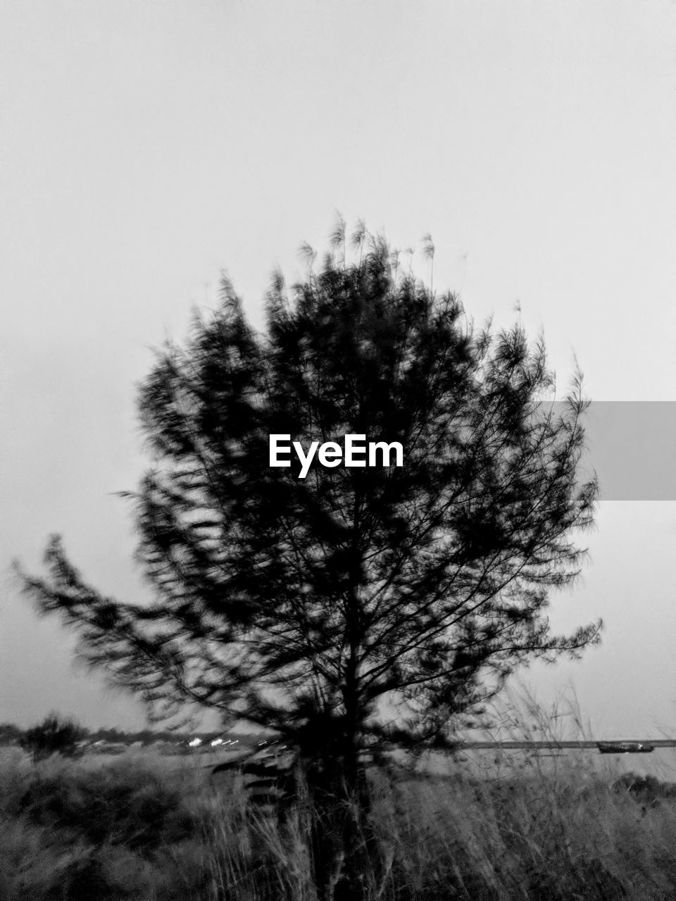 CLOSE UP IMAGE OF TREE AND LANDSCAPE AGAINST SKY