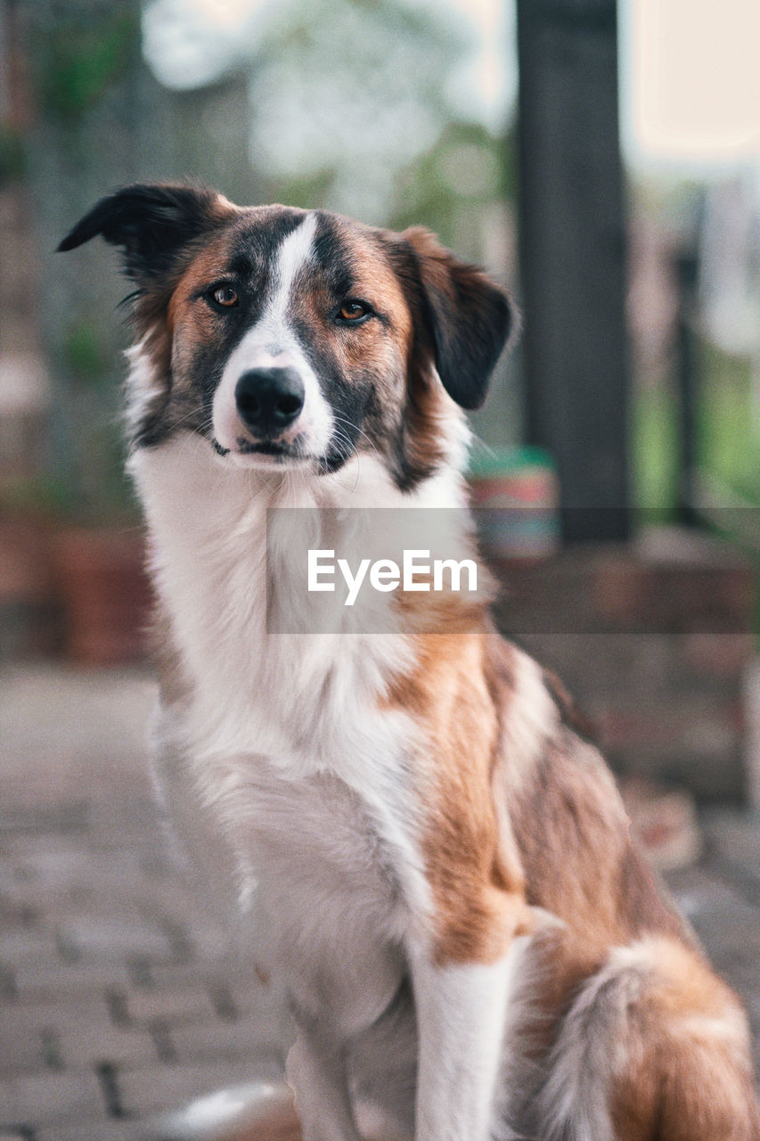 Border collie sitting and looking into the camera portrait outside on a farm