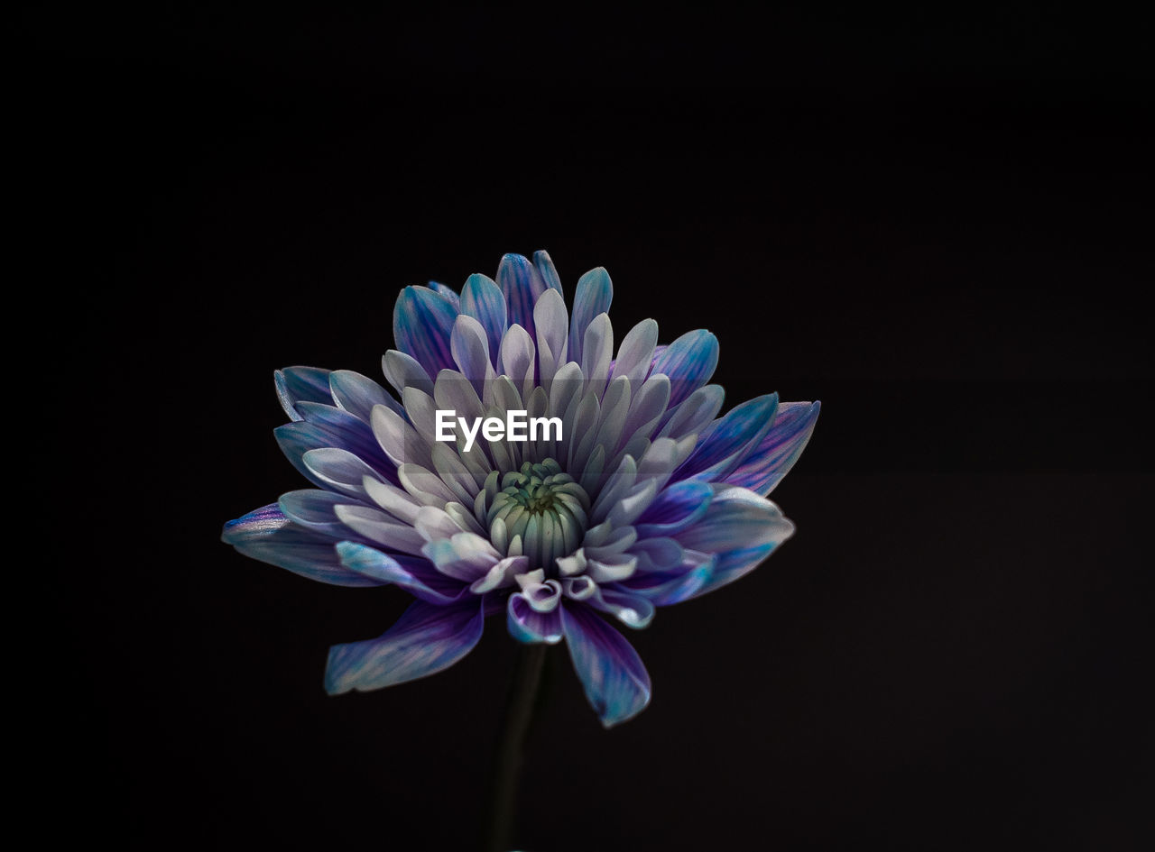 Close-up of multi colored flowers against black background