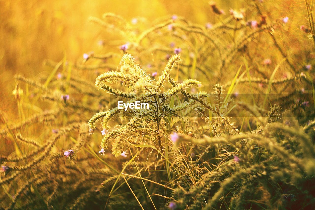 Close-up of flowering plant on field