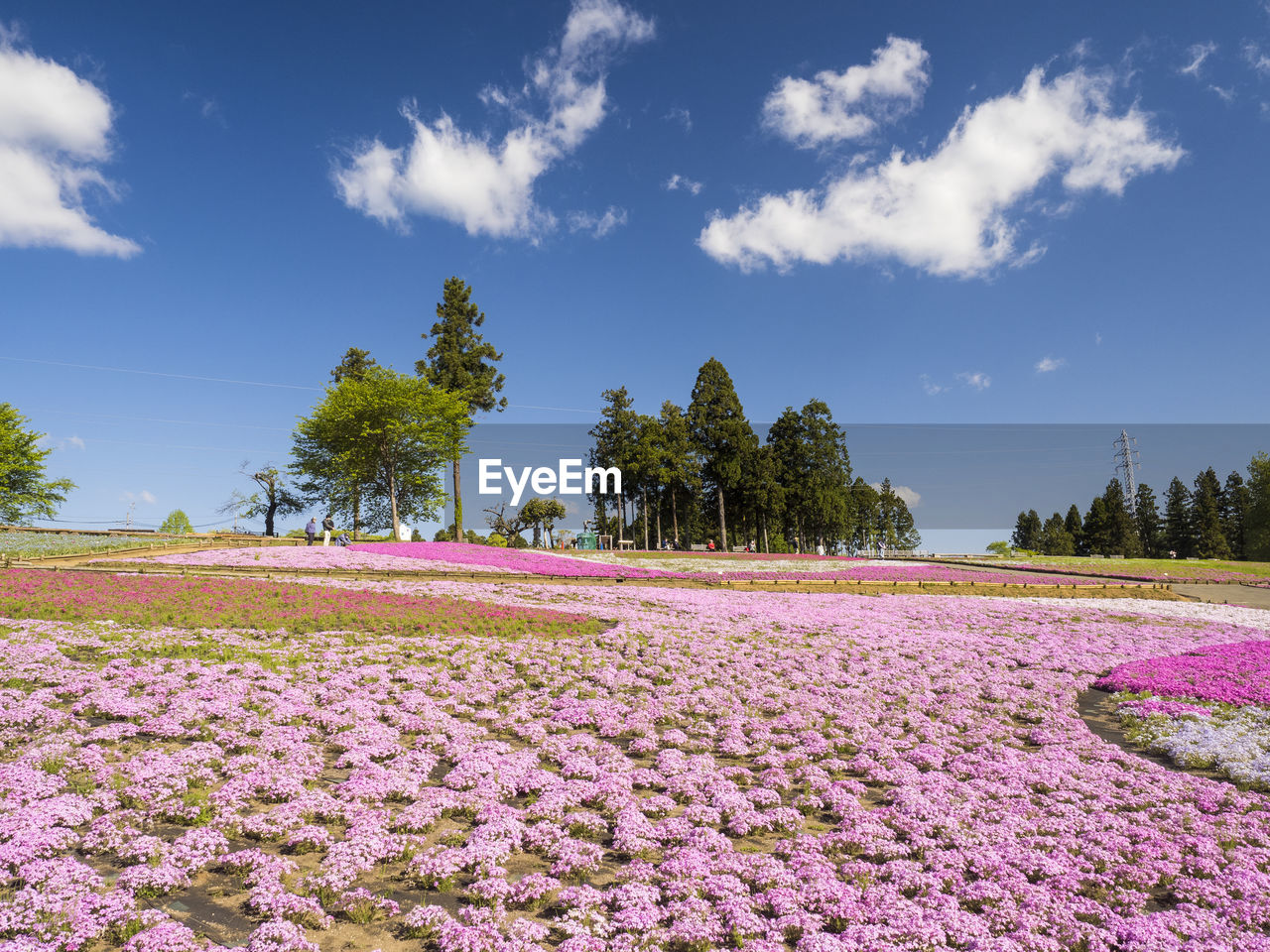 SCENIC VIEW OF PINK FLOWERING PLANTS ON LAND AGAINST SKY