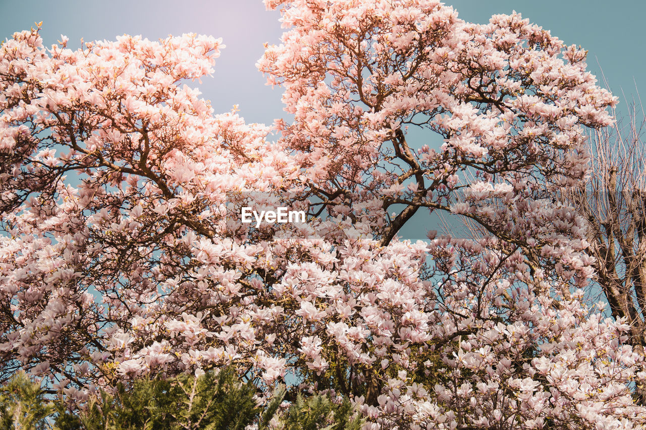 Beautiful flowers of purple blooming magnolia. spring bloom magnolia trees.