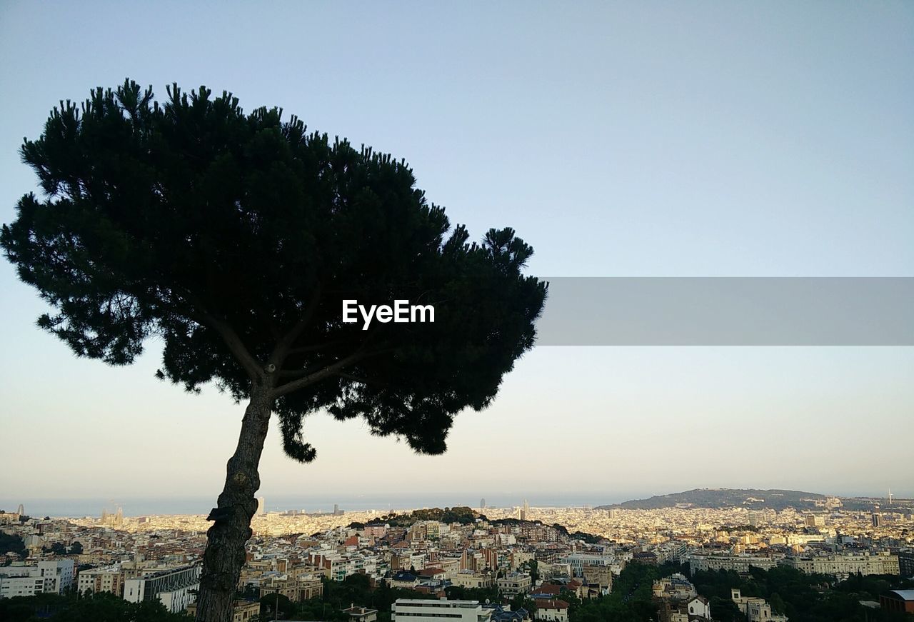 TREE BY TOWN AGAINST CLEAR SKY