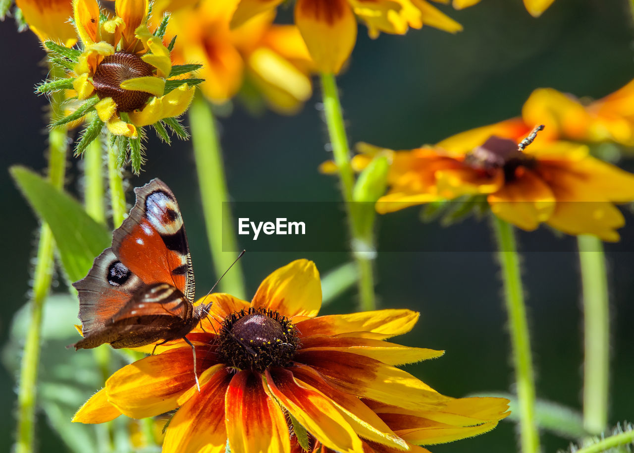 CLOSE-UP OF BUTTERFLY POLLINATING FLOWER