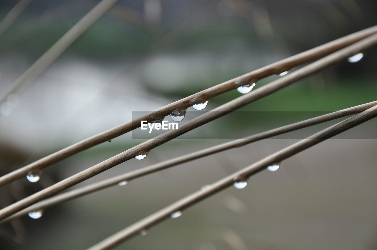 Close-up of raindrops on stems