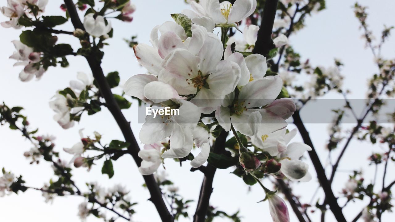 CLOSE-UP OF APPLE BLOSSOMS IN SPRING