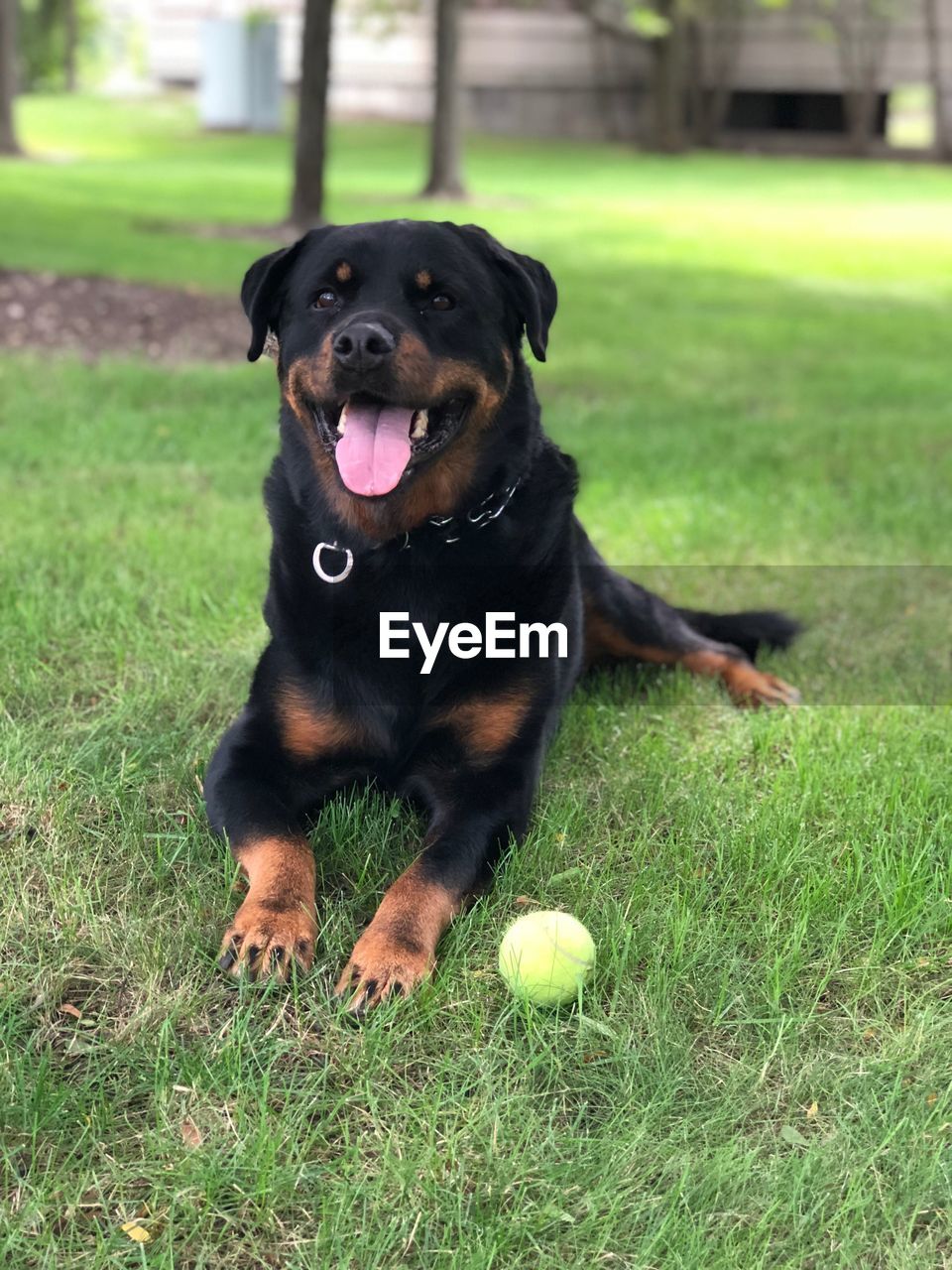 PORTRAIT OF BLACK DOG ON GRASSY FIELD