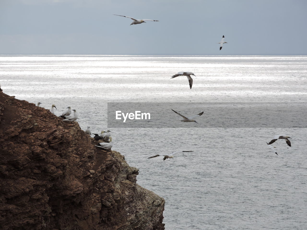 Seagulls flying over sea against sky