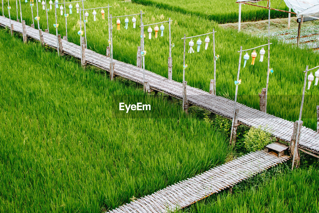 green, grass, plant, lawn, agriculture, field, outdoor structure, nature, land, fence, growth, no people, walkway, day, landscape, environment, outdoors, rural scene, in a row, high angle view, beauty in nature, tranquility, home fencing, farm, net, crop