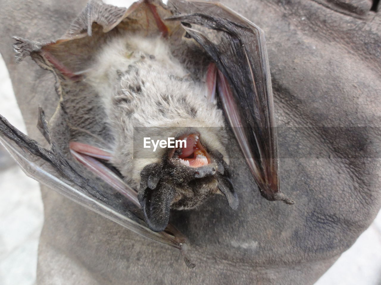 Extreme close up of a bat