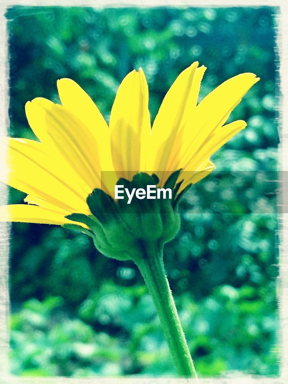 CLOSE-UP OF YELLOW FLOWERS BLOOMING