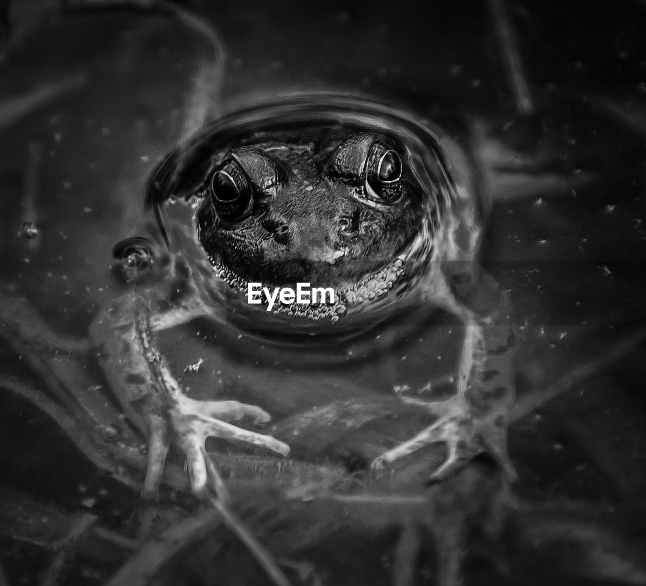 High angle view of frog swimming in lake