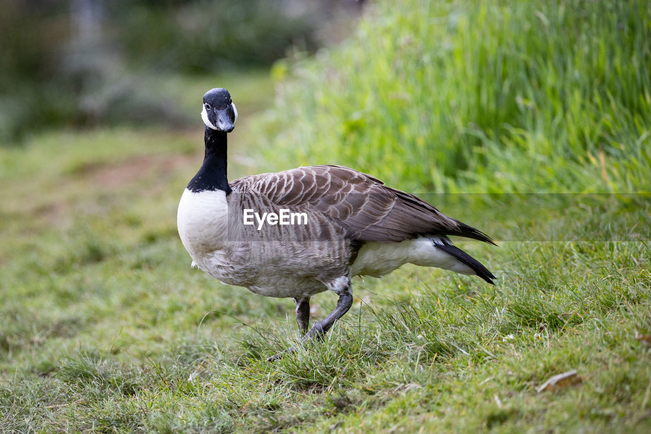 HIGH ANGLE VIEW OF BIRD ON GRASS