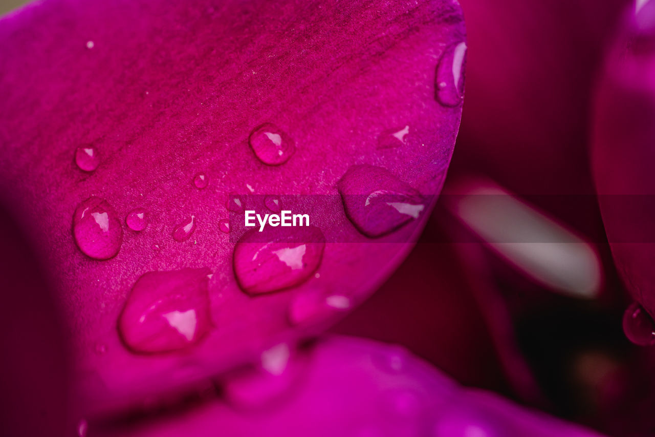 CLOSE-UP OF RAINDROPS ON PINK ROSE