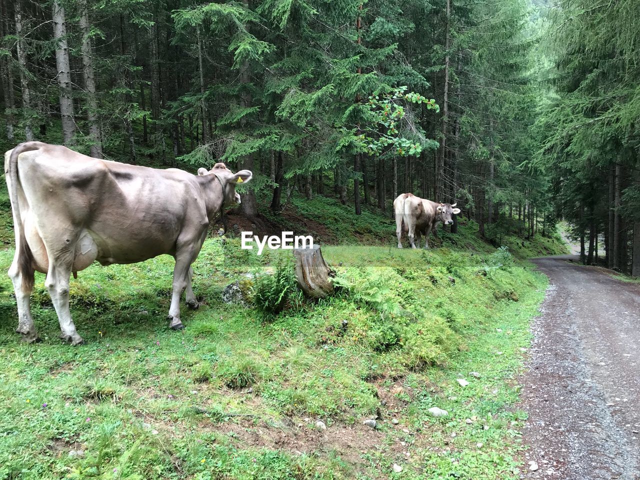 Cows standing in mountain woods