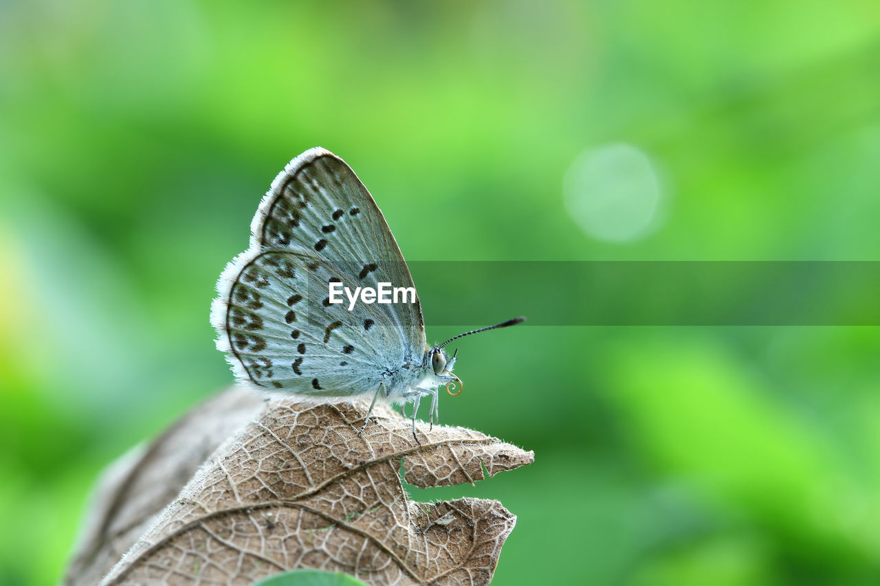 CLOSE-UP OF BUTTERFLY ON LEAF