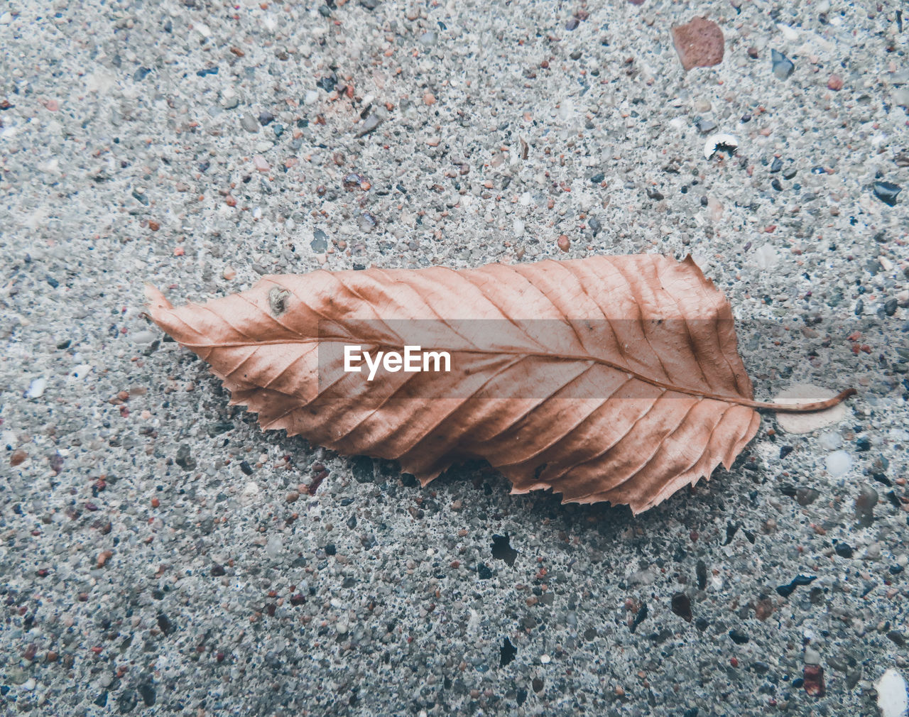 High angle view of dry leaf on sidewalk