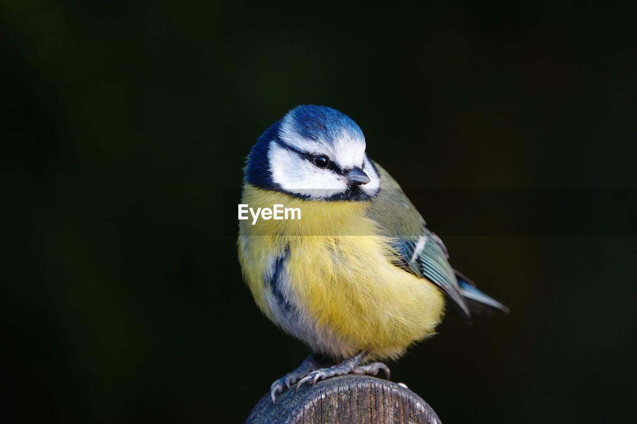 Close-up of bird perching on wood against black background