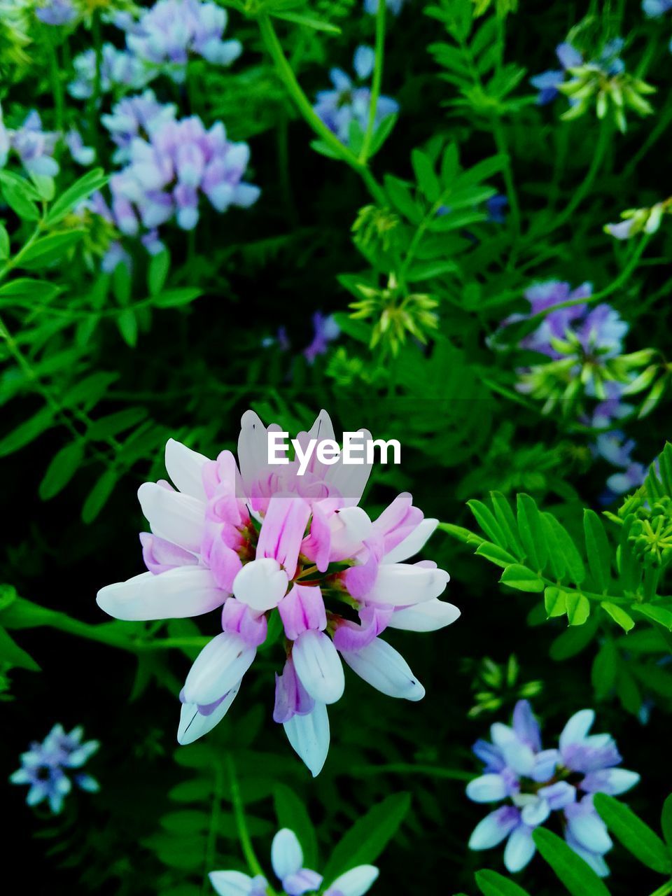 CLOSE-UP OF PURPLE FLOWERS BLOOMING