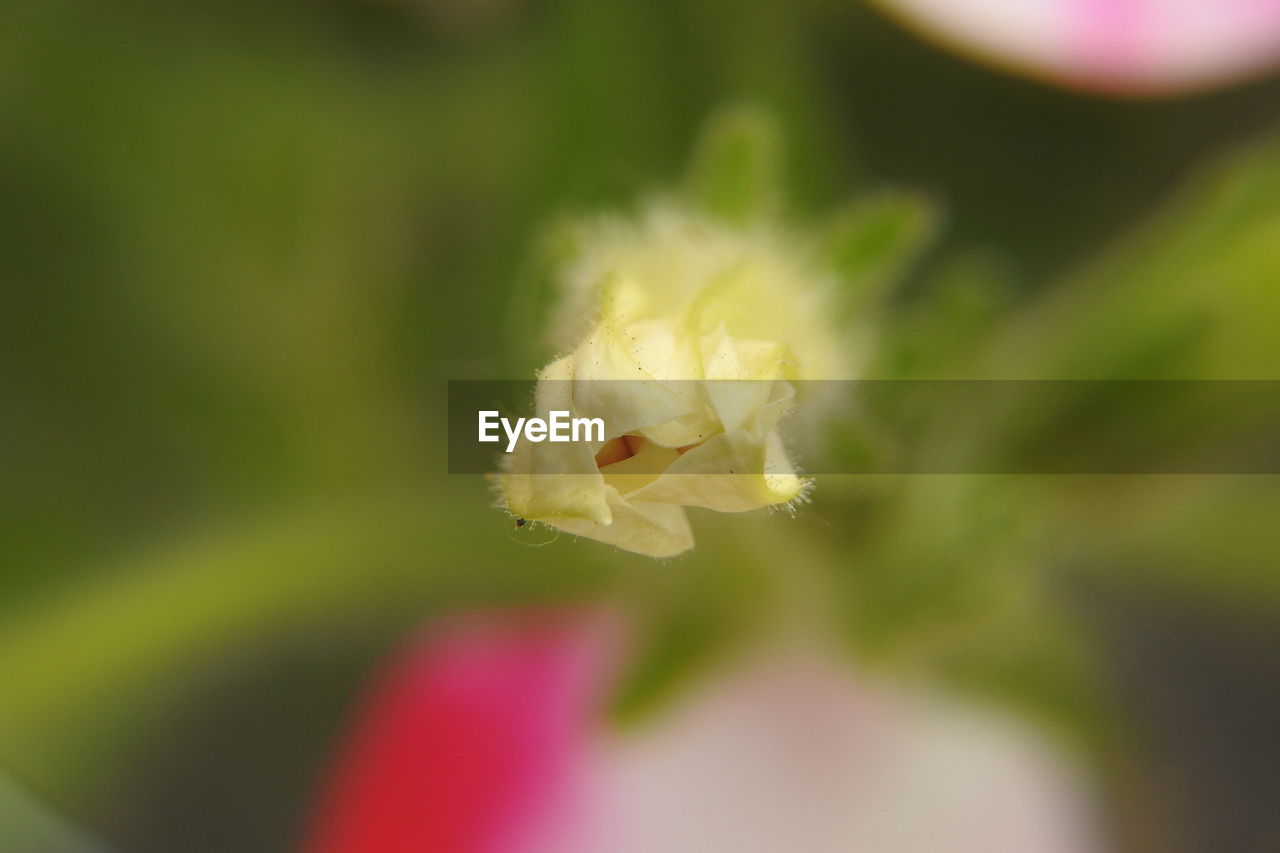 CLOSE-UP OF FLOWER ON PLANT