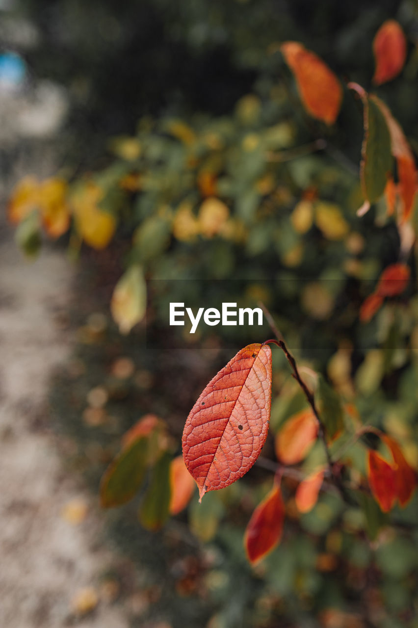 CLOSE-UP OF MAPLE LEAVES ON TREE