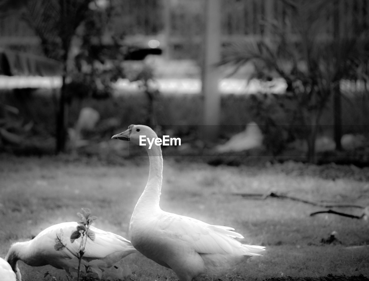 SIDE VIEW OF BIRD ON LAND