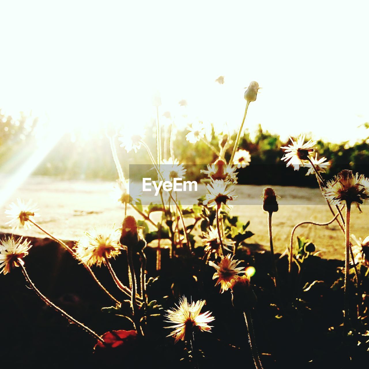 CLOSE-UP OF FLOWERS BLOOMING AGAINST SKY