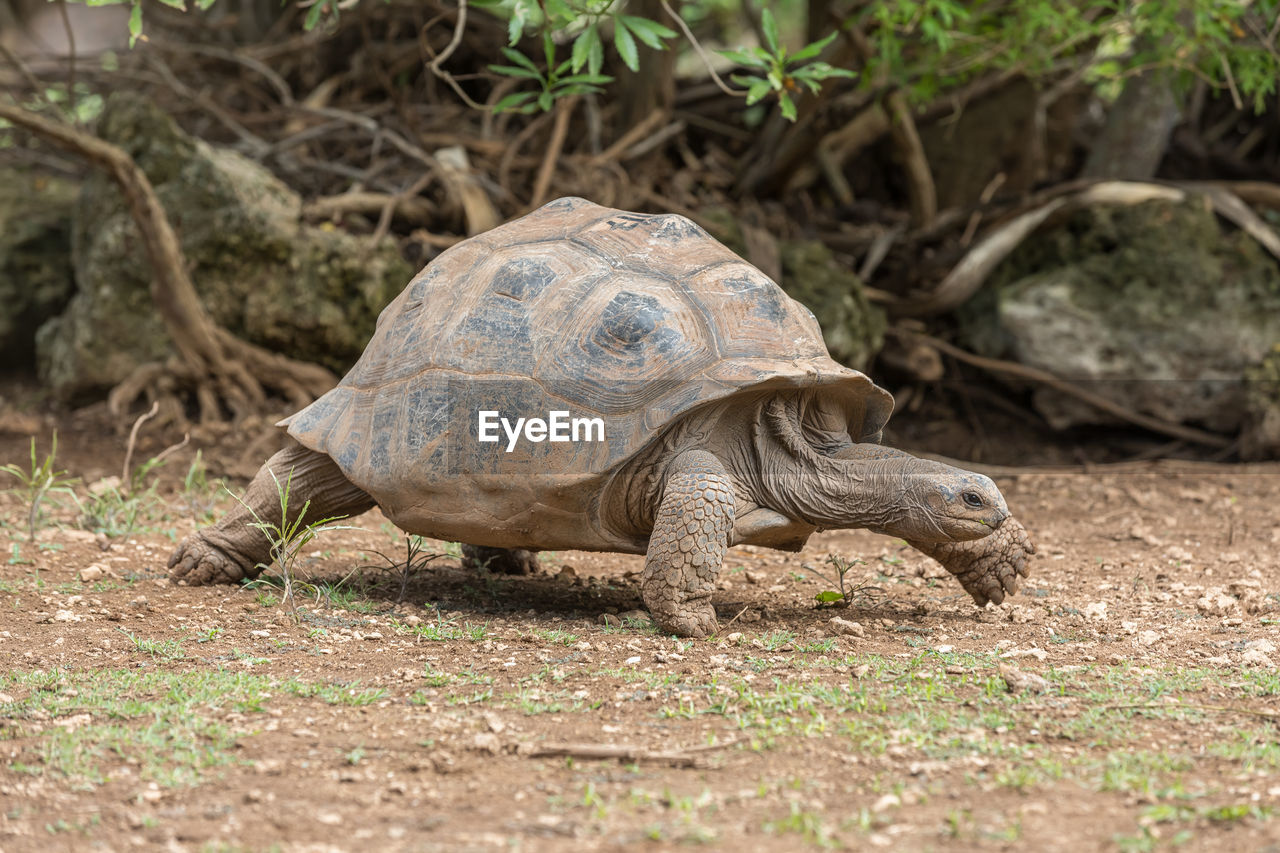 Side view of a turtle on field