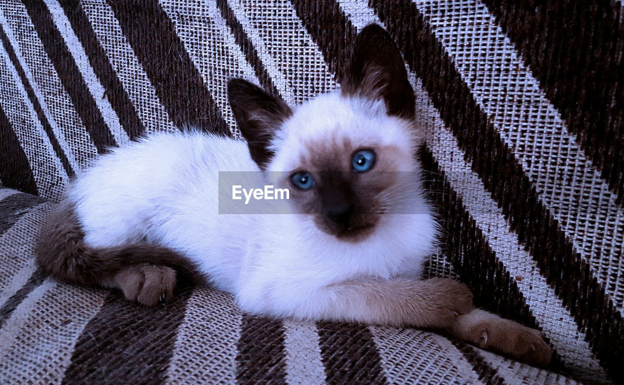 PORTRAIT OF KITTEN ON BED