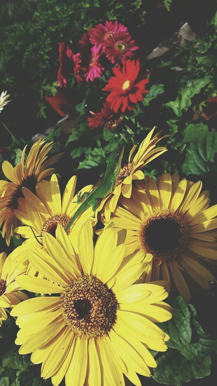 Close-up of flowers blooming outdoors