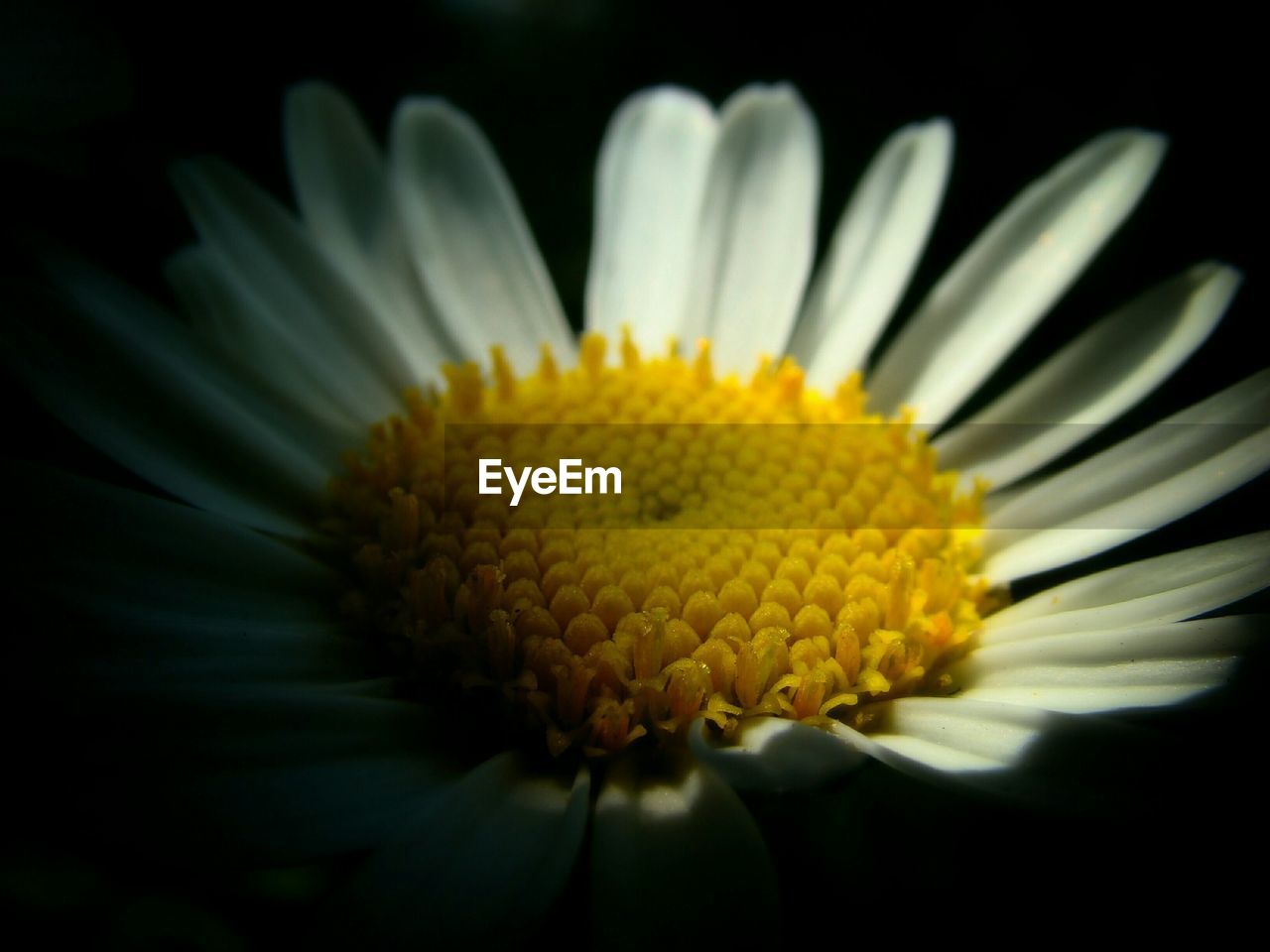 CLOSE-UP OF FLOWER