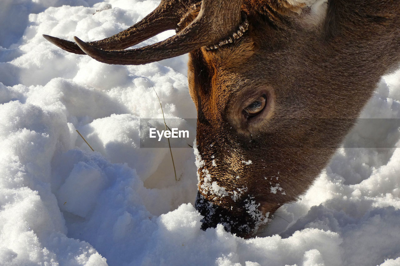 The fallow deer in the snow