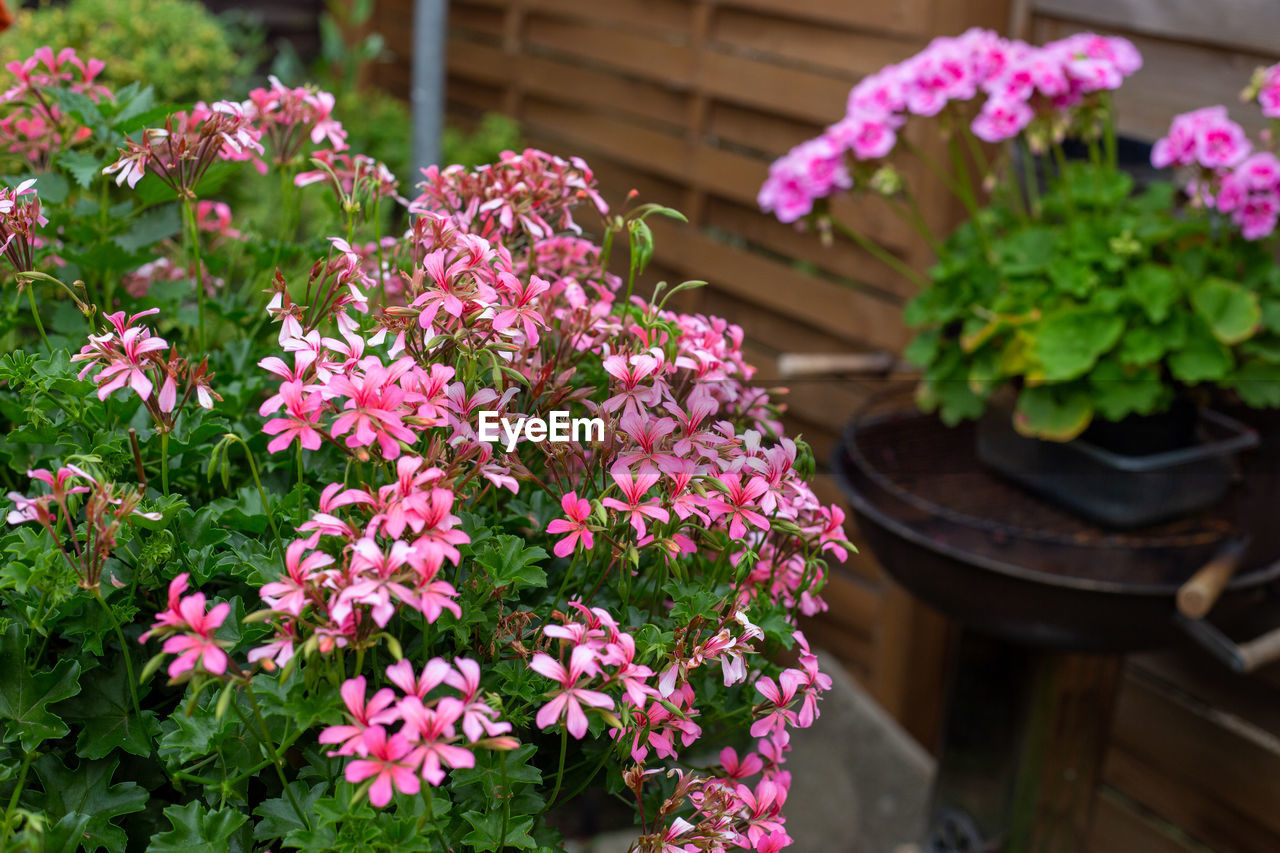 CLOSE-UP OF PINK FLOWERING PLANTS IN POT