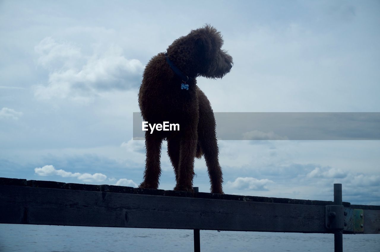 one animal, animal themes, dog, domestic animals, sky, mammal, cloud - sky, pets, outdoors, day, no people, nature, full length