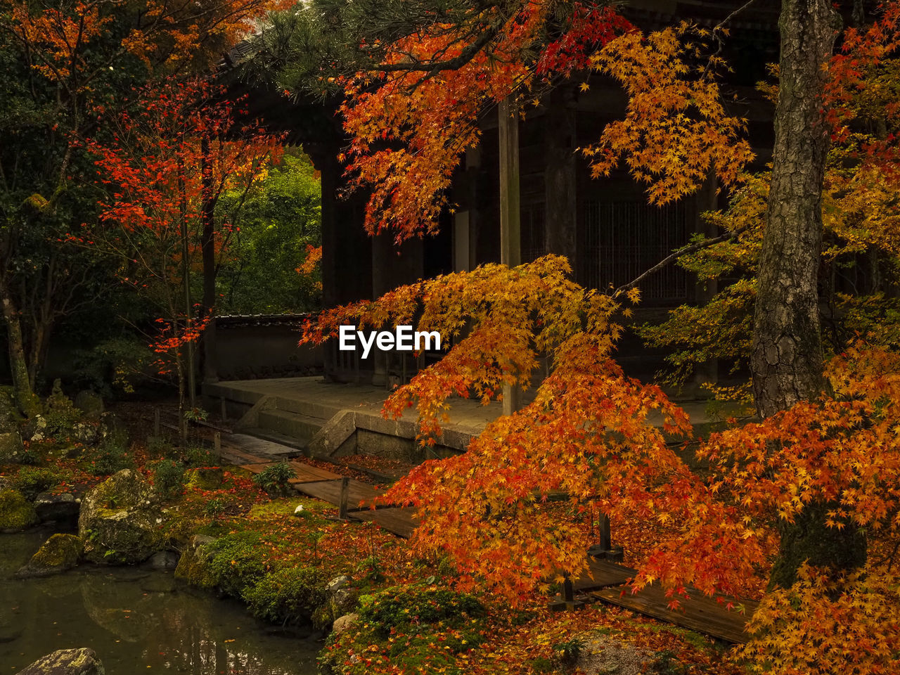 Autumn leaves of rengeji temple in kyoto