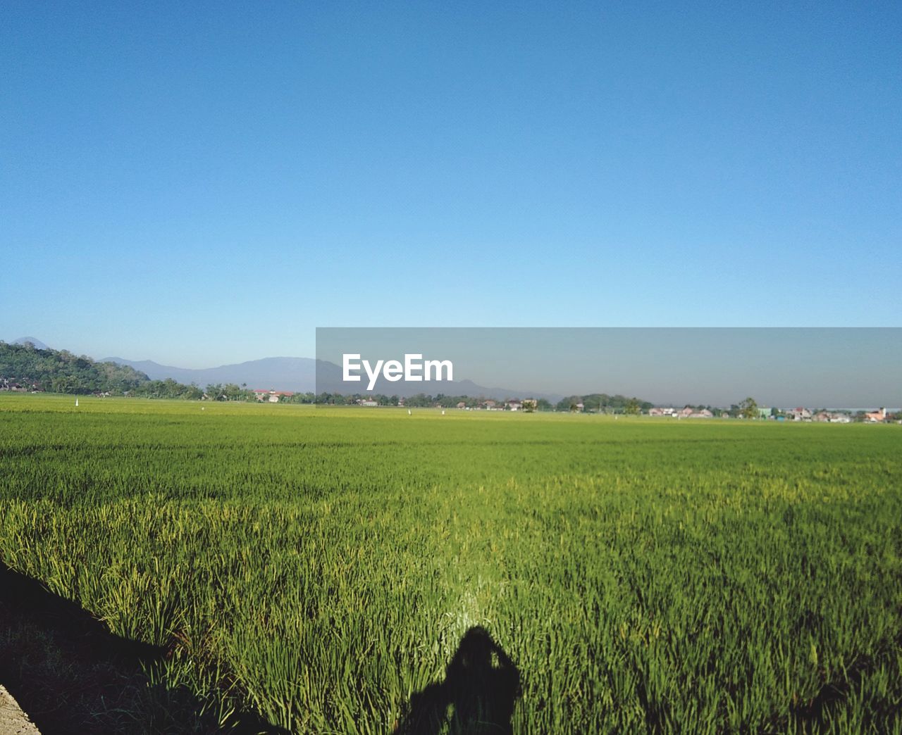 SCENIC VIEW OF FARM AGAINST SKY