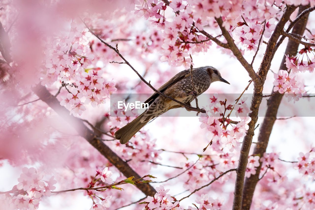 LOW ANGLE VIEW OF PINK CHERRY BLOSSOMS ON BRANCH