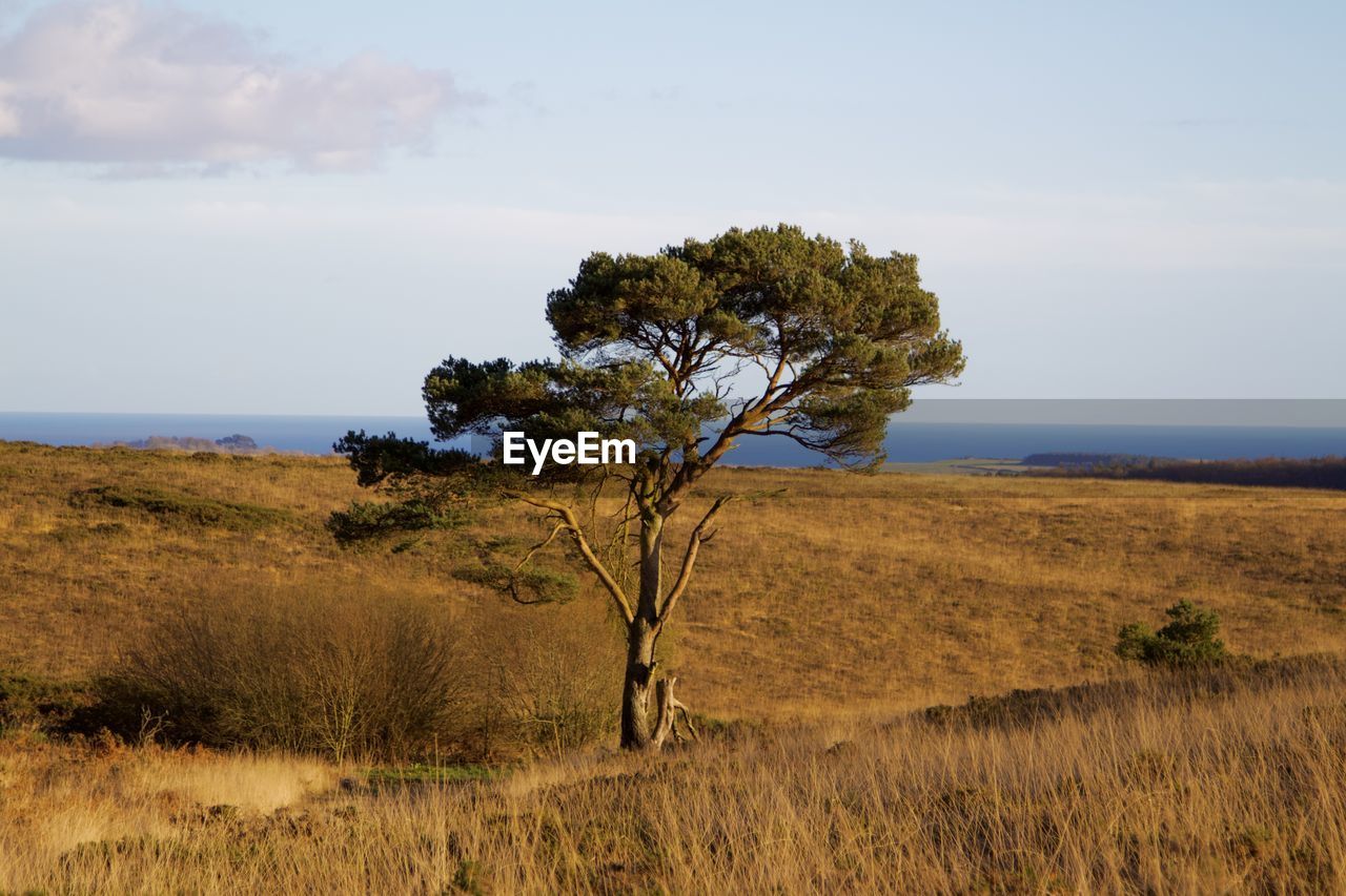 tree on landscape against sky