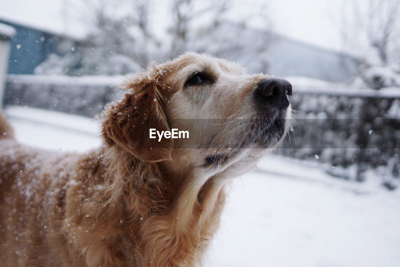 CLOSE-UP OF DOG IN WINTER